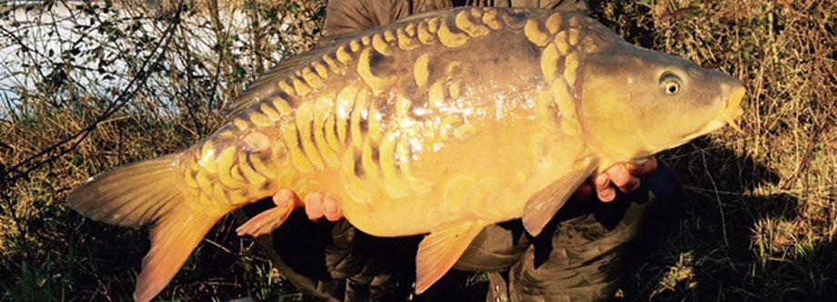 100 CARP OVER 44 lb